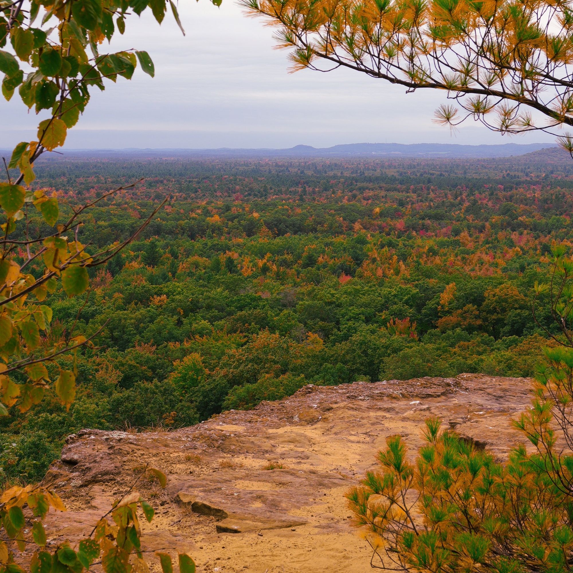 Overlooking trees at Levis Mound