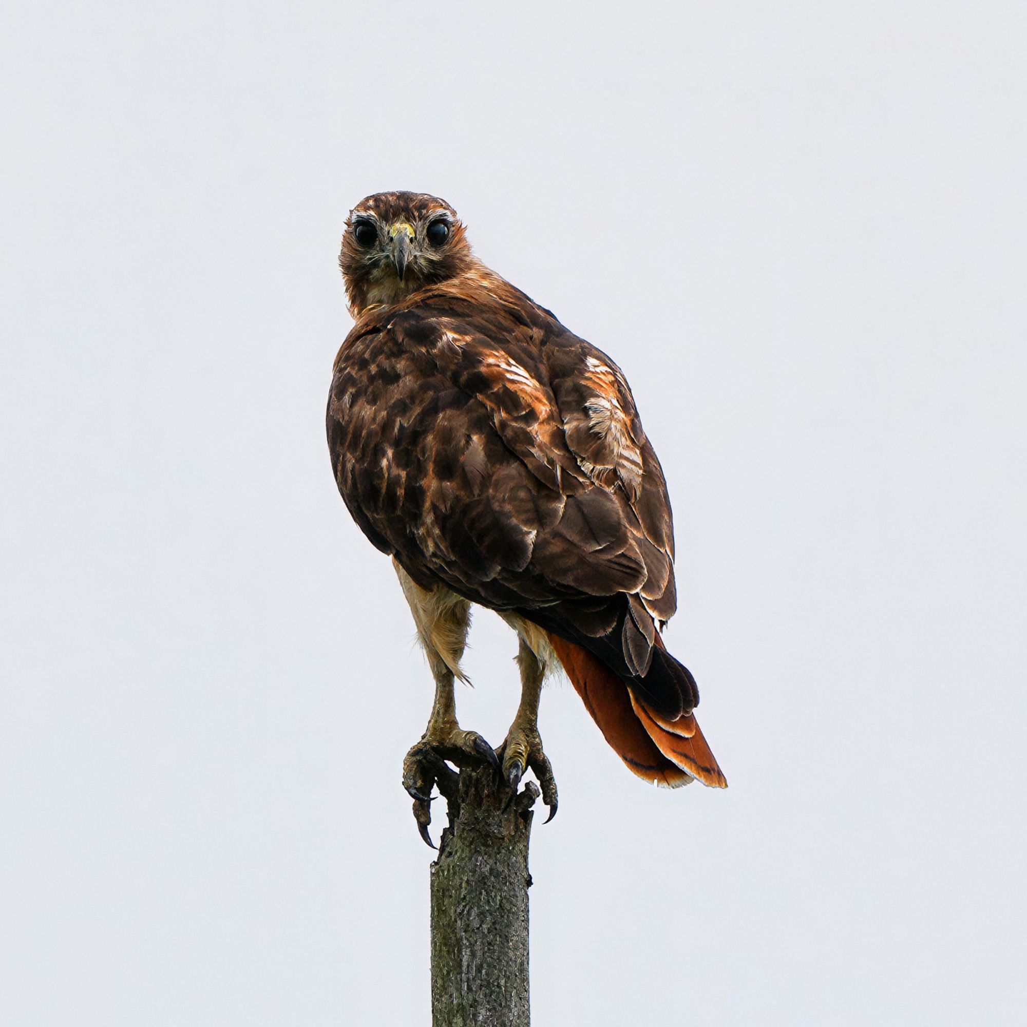 Red-tailed Hawk at Lake Wazee