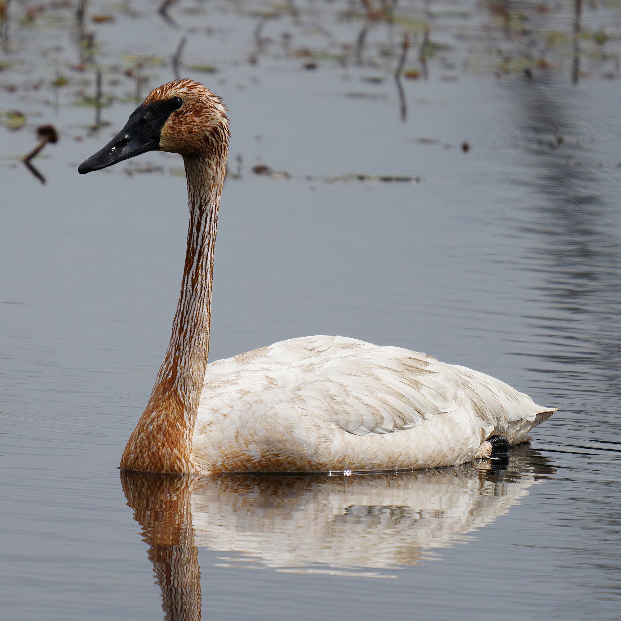 Trumpeter Swan at Lake Wazee