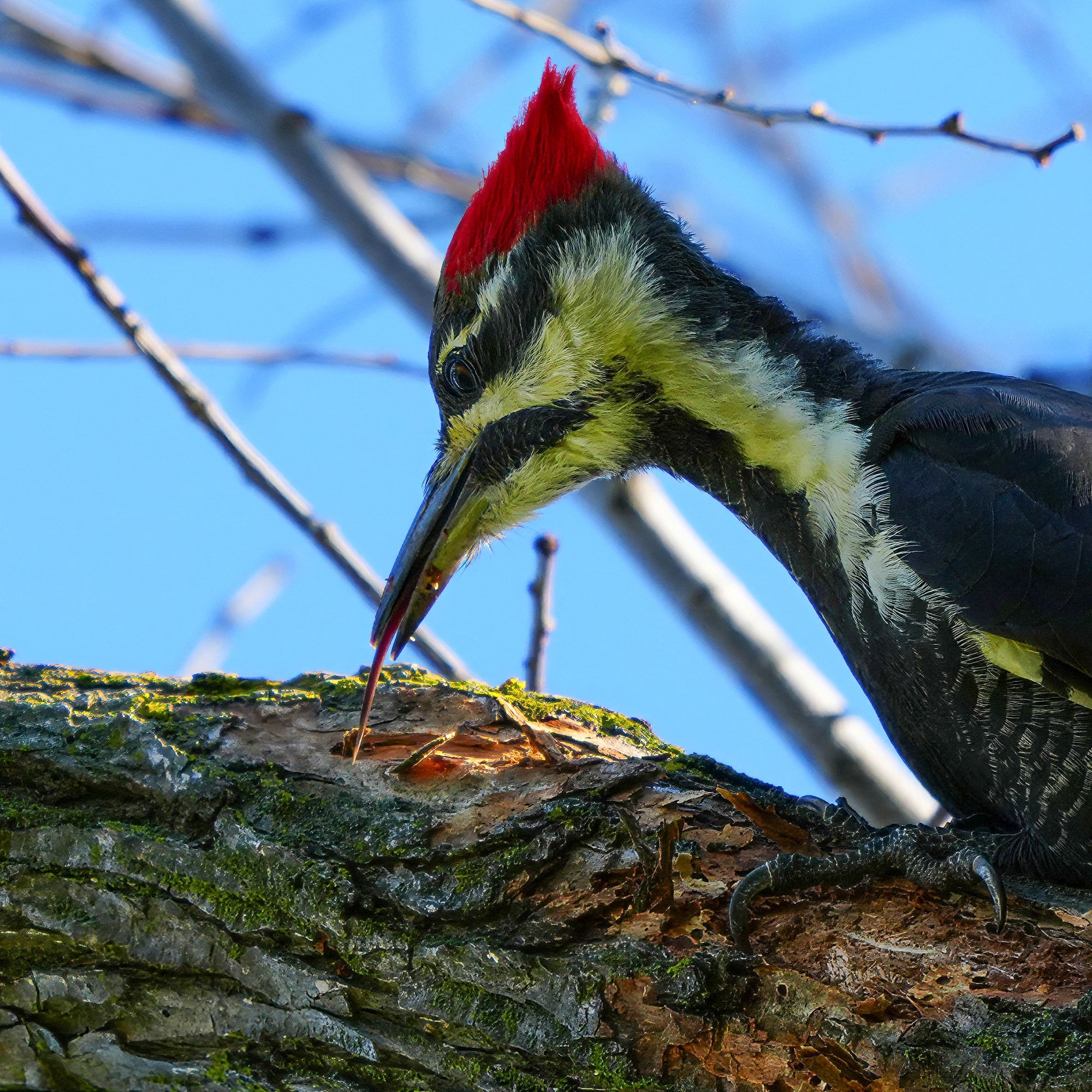 Pileated Woodpecker with its tongue out