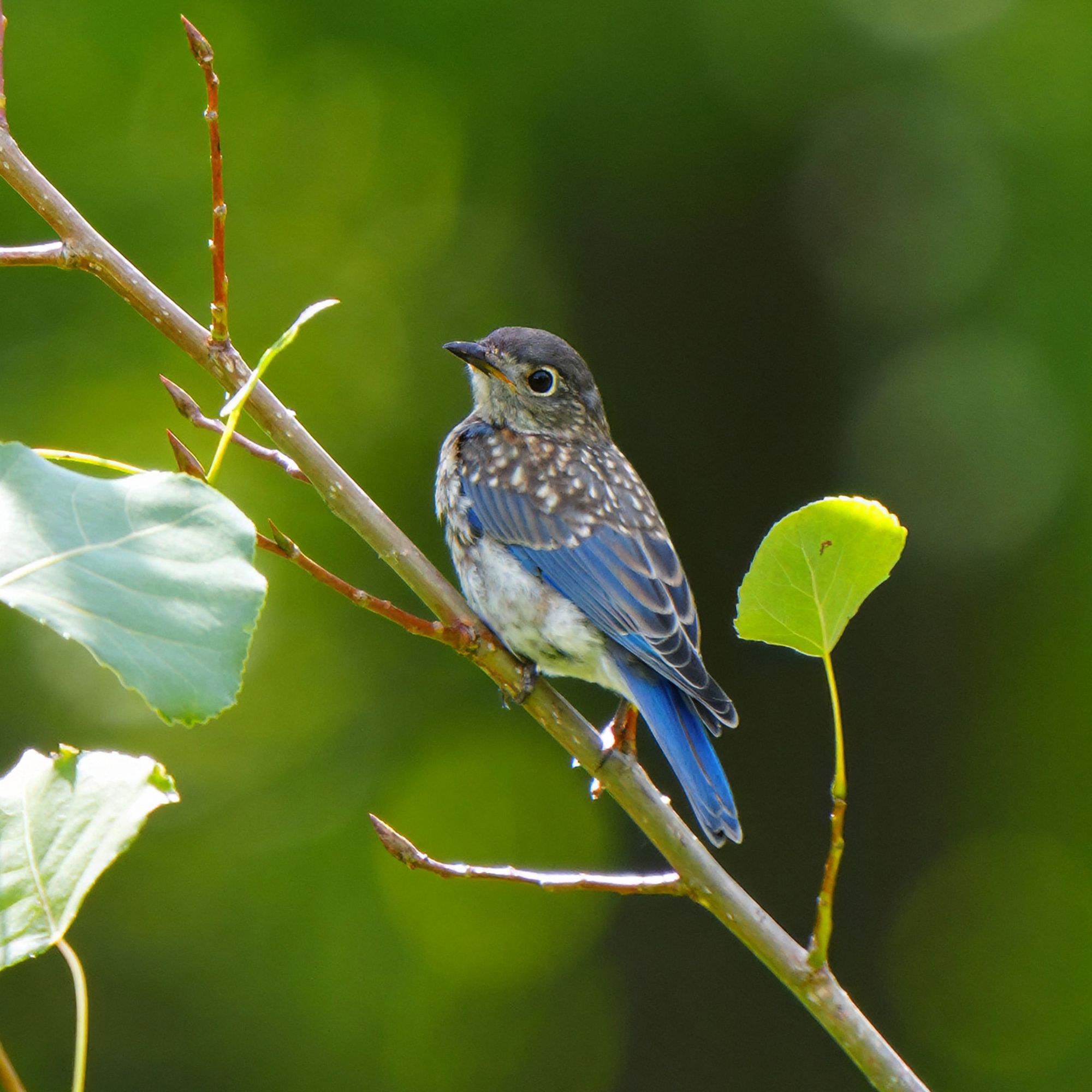 Juvenile Eastern Bluebird at Lake Wazee