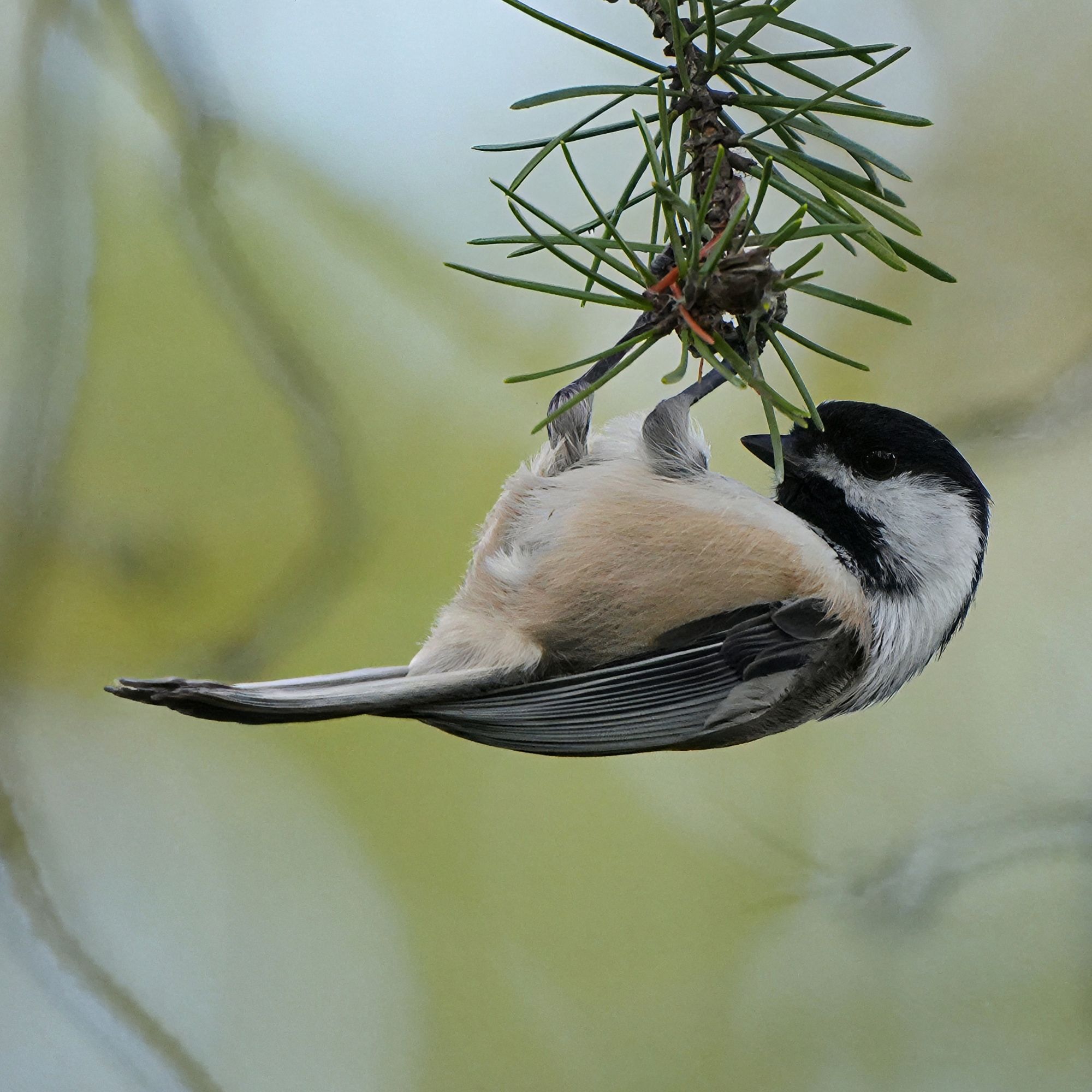 Black-capped Chickadee hanging upside down