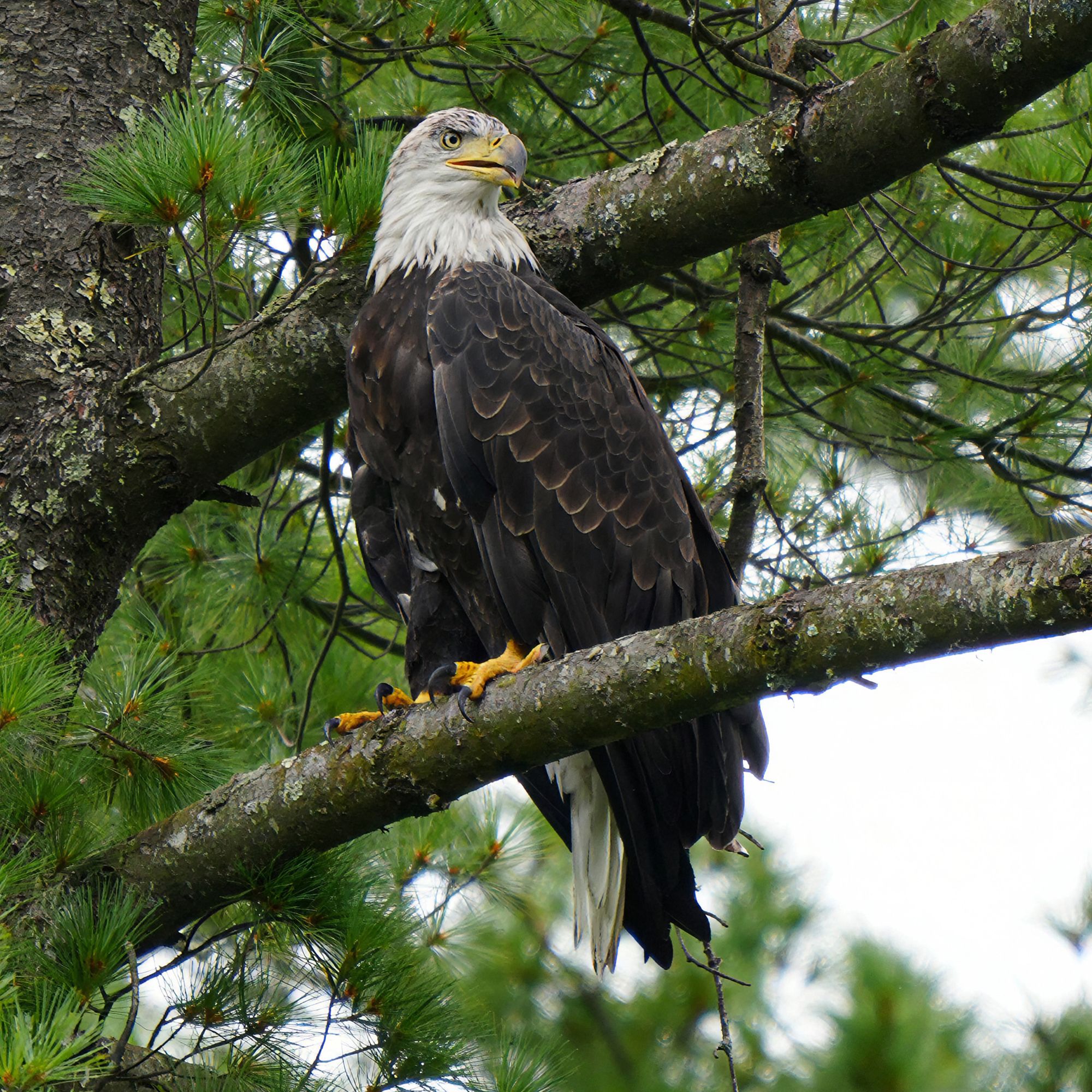 Bald Eagle on the Black River