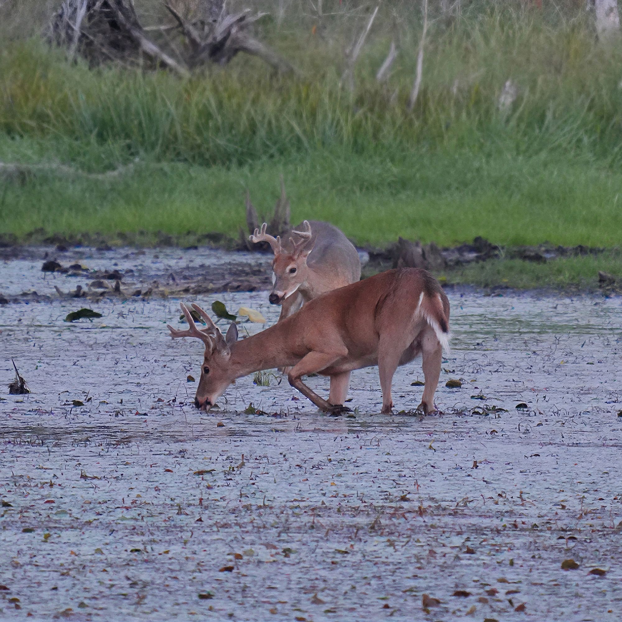Whitetail Deer at Lake Wazee