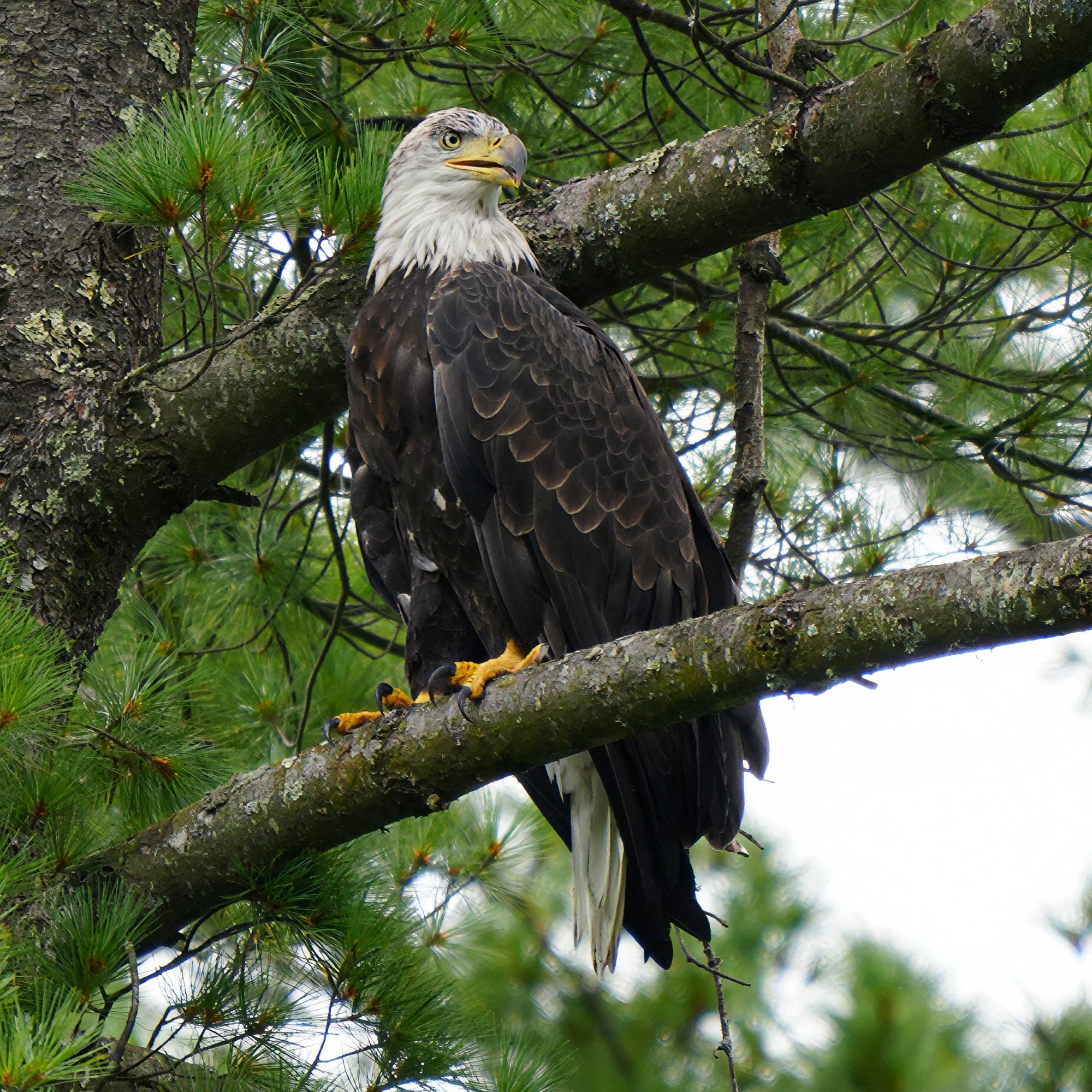 Bald Eagle on the Black River
