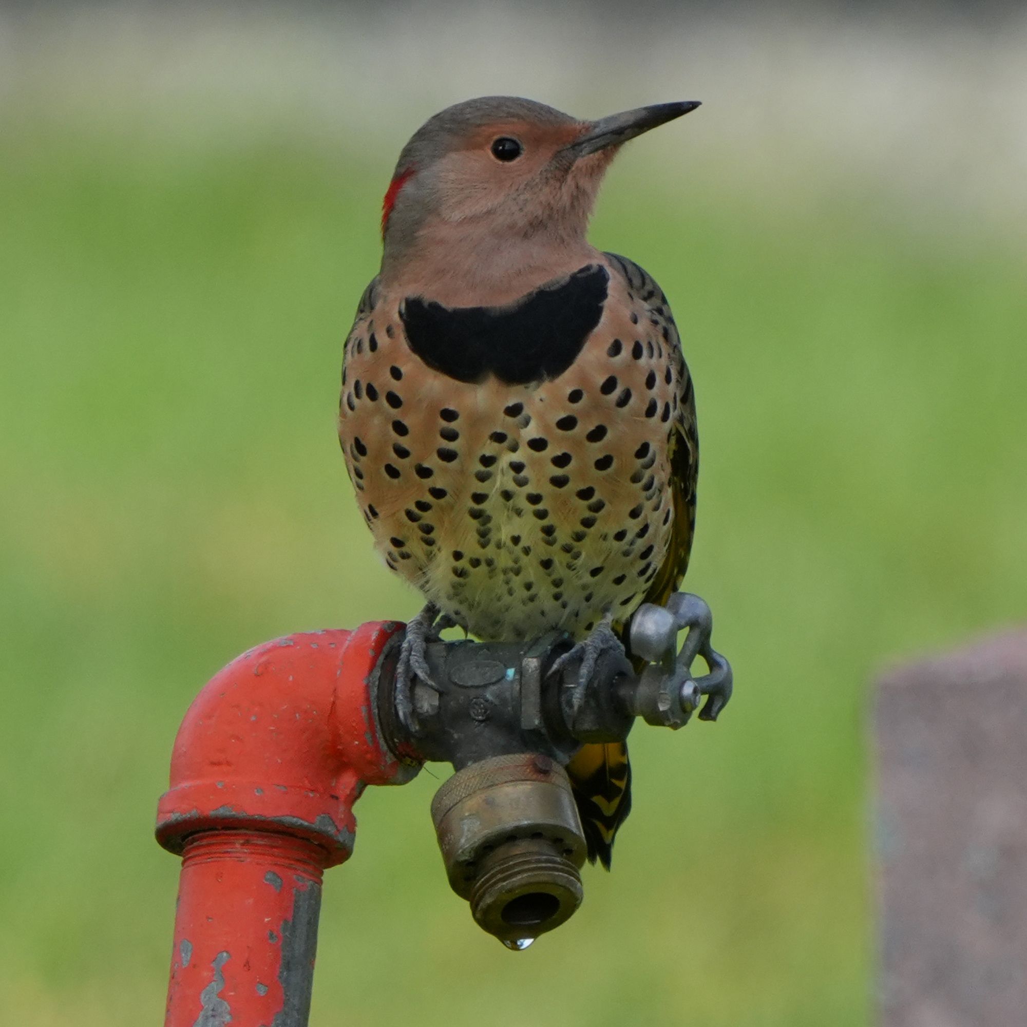 Yellow-shafted Northern Flicker on a faucet