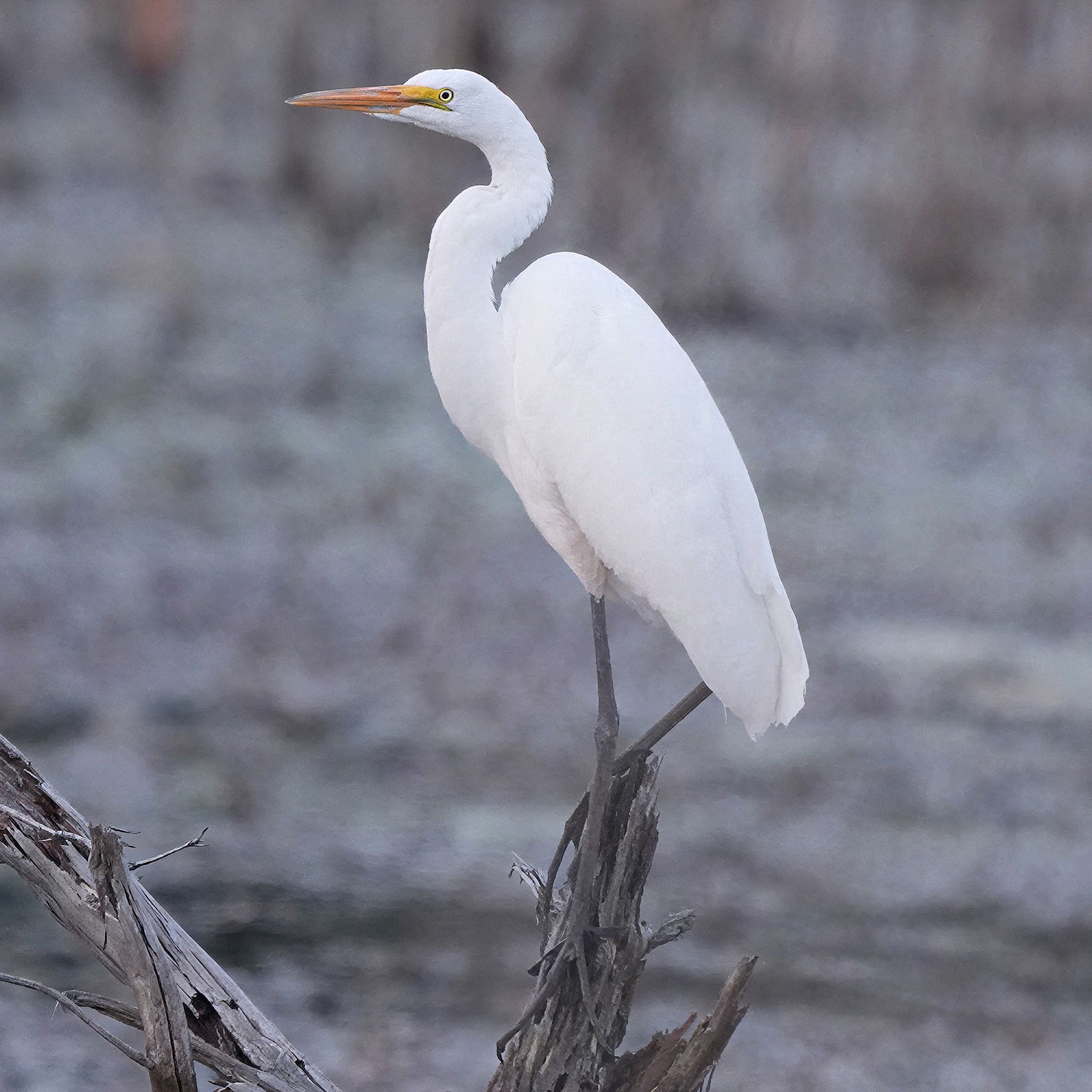 Great Egret at Lake Wazee
