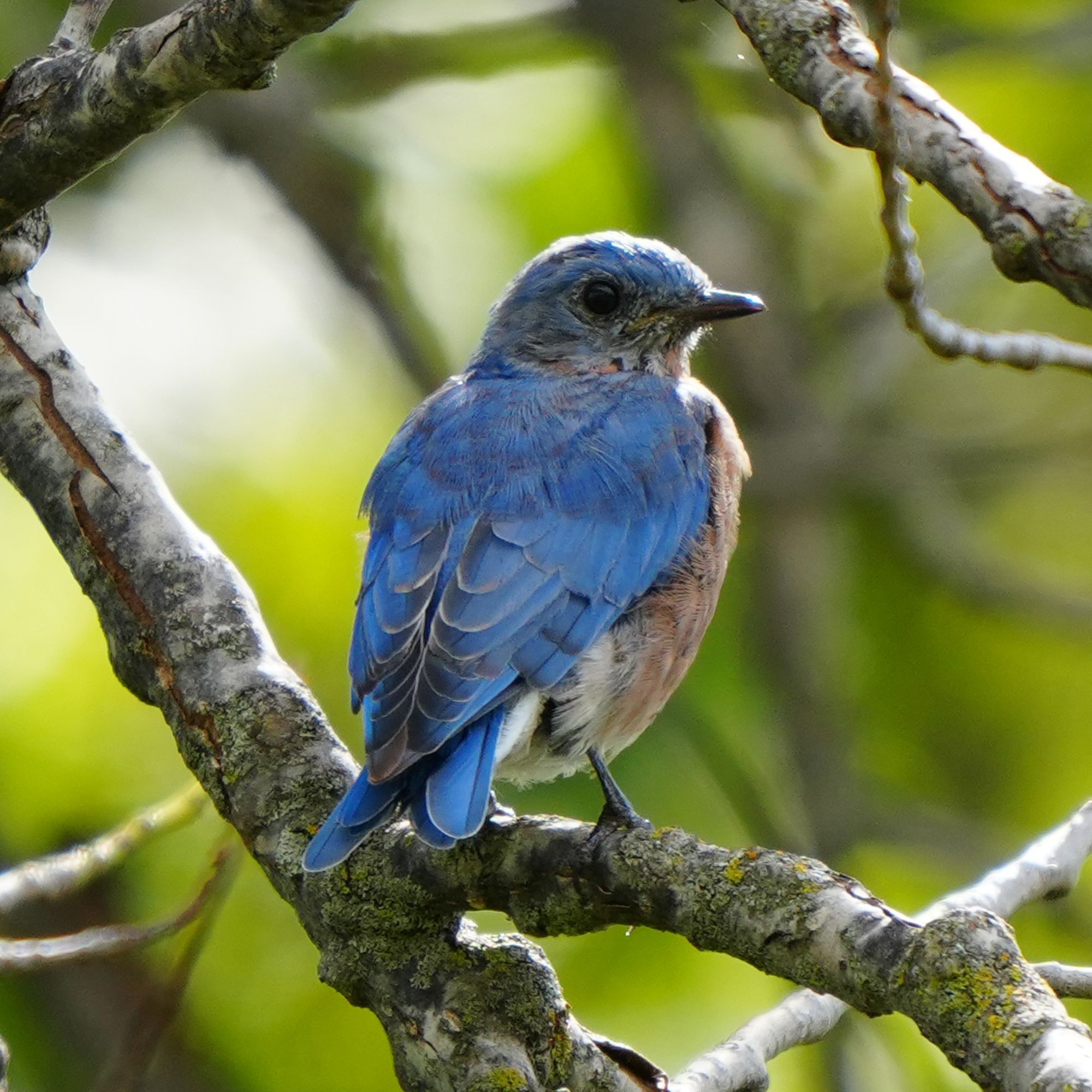 Eastern Bluebird at Lake Wazee