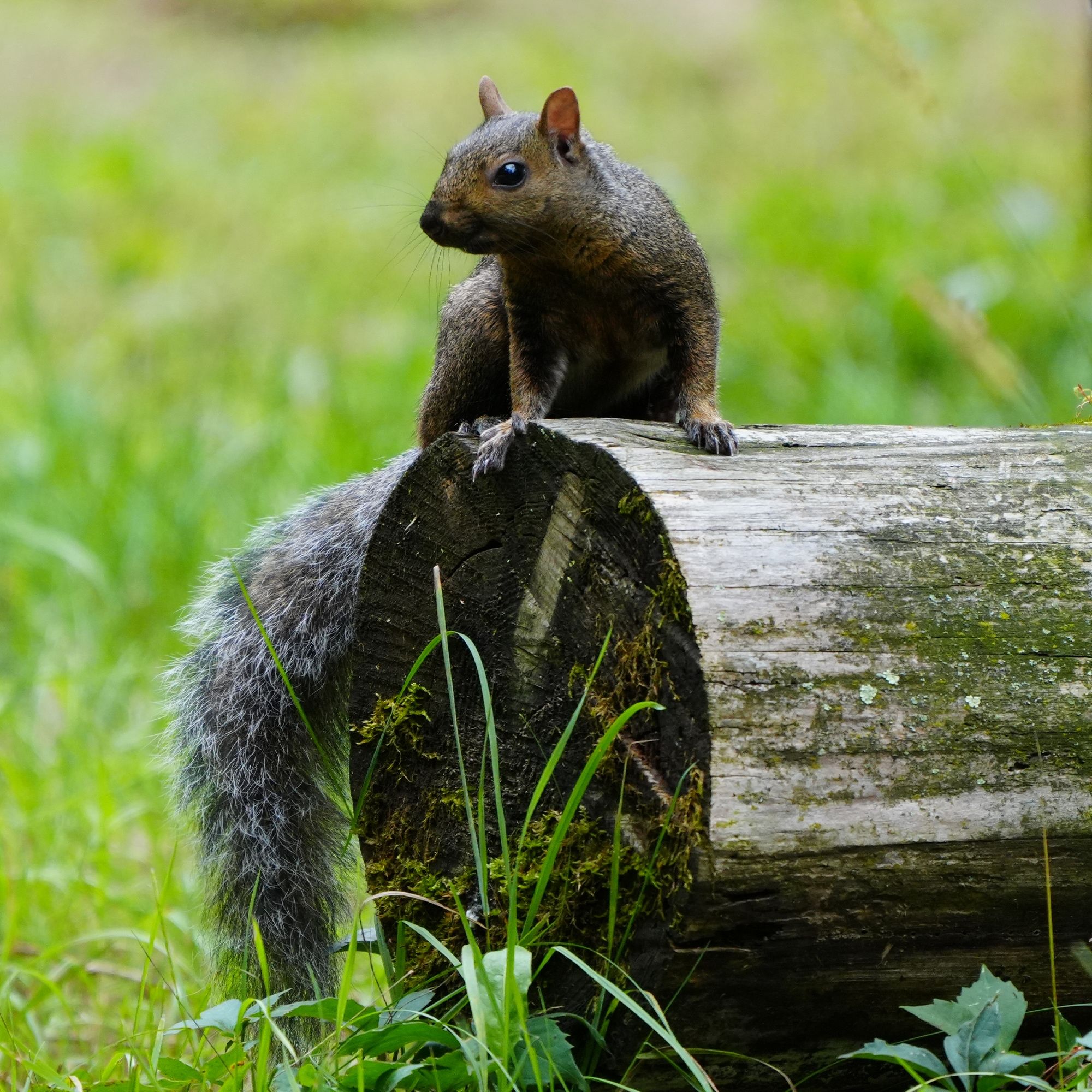 Squirrel on an old power pole next door