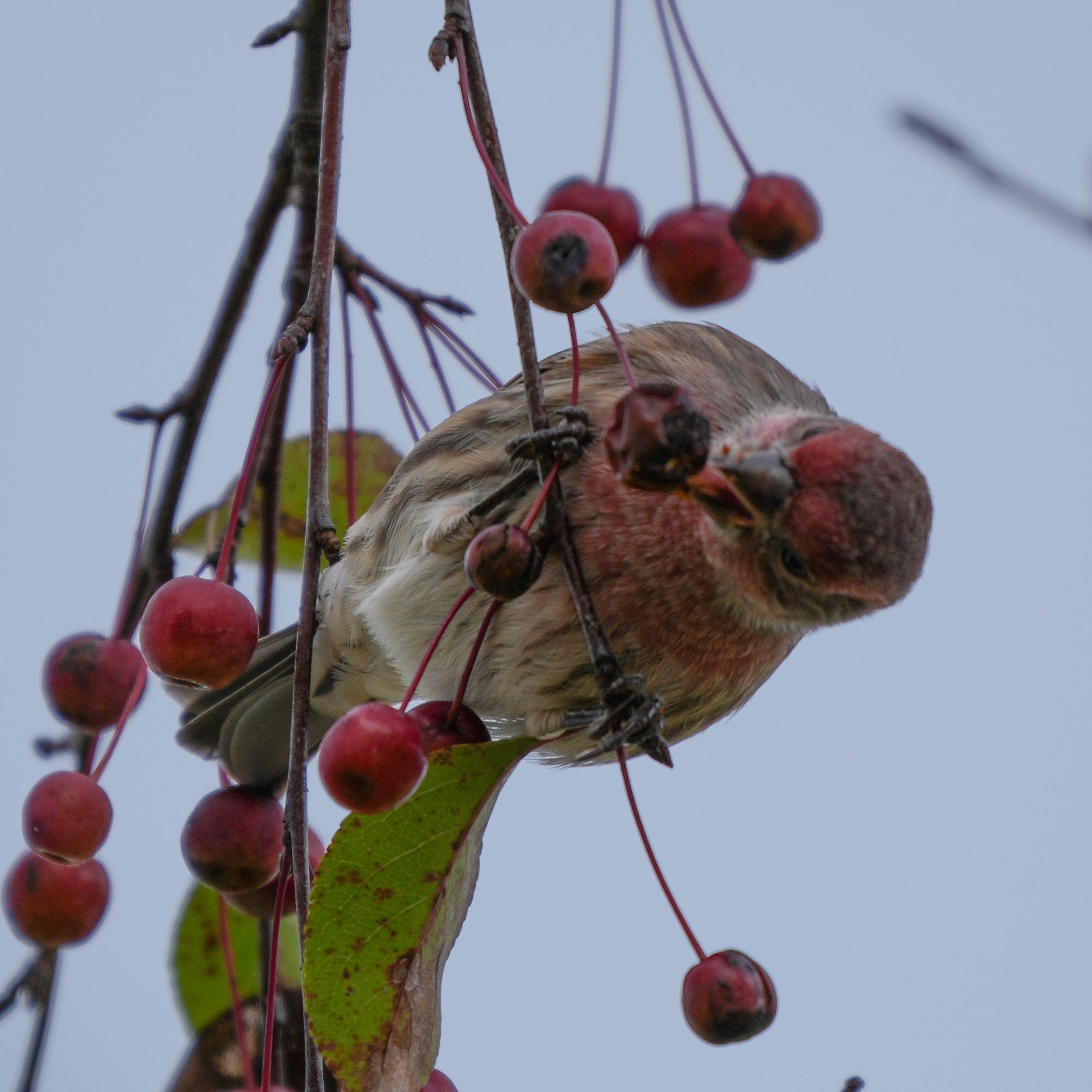 House Finch eating crabapples