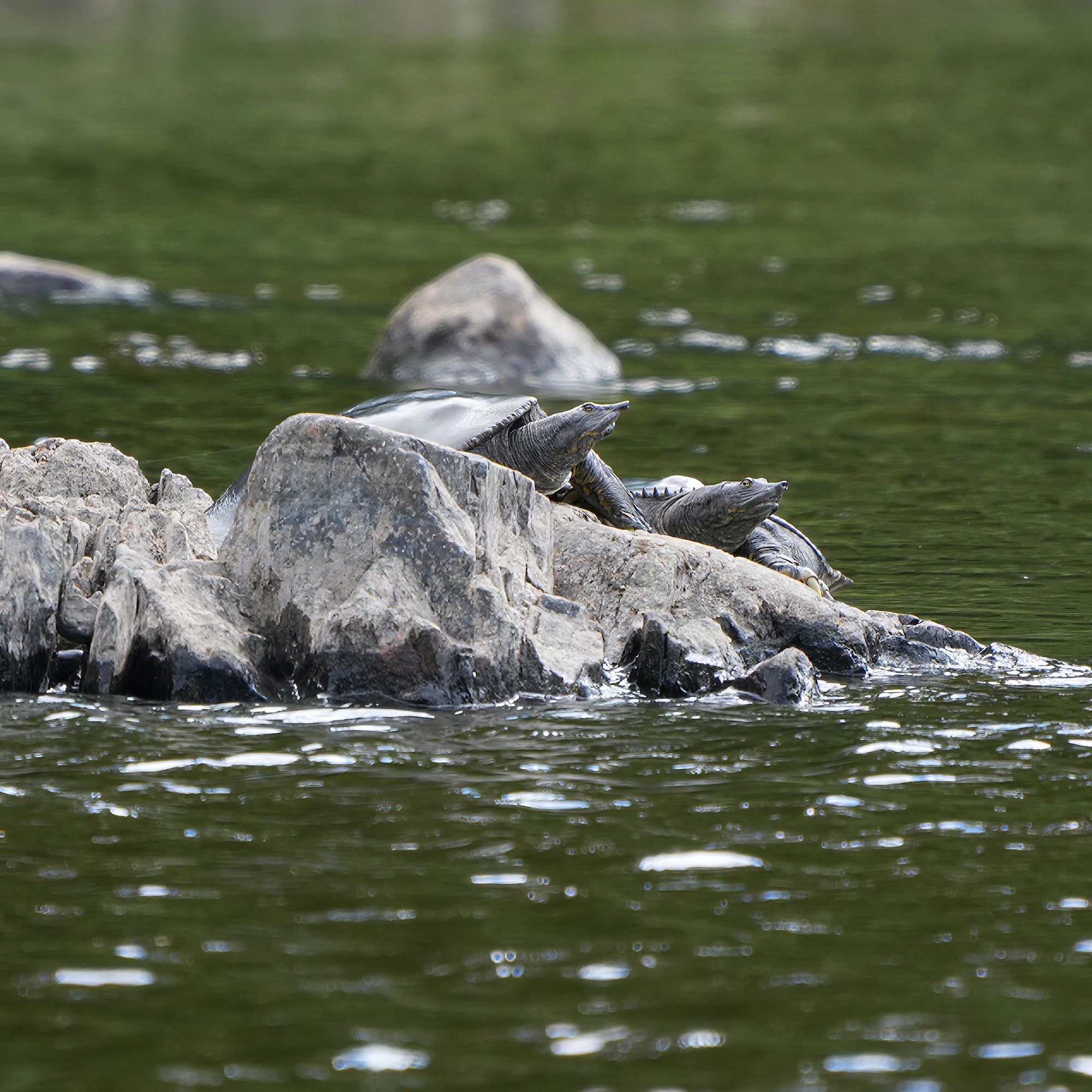 Spiny Softshell Turtles on the Black River
